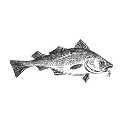 vector hand drawn lavender fish Illustration.