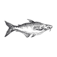 Obraz premium vector hand drawn lavender fish Illustration.
