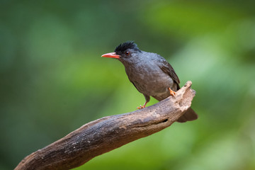 The Black Bulbul or Hypsipetes leucocephalus is perched on the branch nice natural environment of wildlife in Srí Lanka or Ceylon