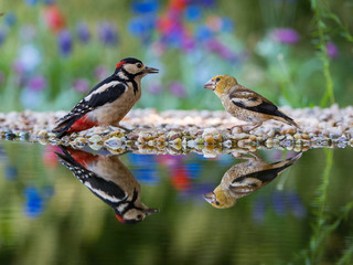 The meeting of the Great Spotted Woodpecker or Dendrocopos major and The Hawfinch or Coccothraustes coccothraustes They are sitting at the forest waterhole Reflecting in the  surface