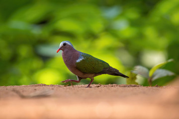 The Common Emerald Dove or Asian Emerald Dove or Grey-capped Emerald Dove or Chalcophaps indica is standing on the ground in nice natural environment of wildlife in Srí Lanka or Ceylon..