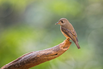 The Brown-breasted Flycatcher or Layard's Flycatcher or Muscicapa muttui is perched on the branch nice natural environment of wildlife in Srí Lanka or Ceylon..