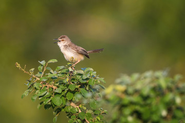 The Plain Prinia or The Plain or White-browed Wren-warbler or Prinia inornata is perched on the branch nice natural environment of wildlife in Srí Lanka or Ceylon..