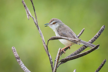 The Plain Prinia or The Plain or White-browed Wren-warbler or Prinia inornata is perched on the branch nice natural environment of wildlife in Srí Lanka or Ceylon..