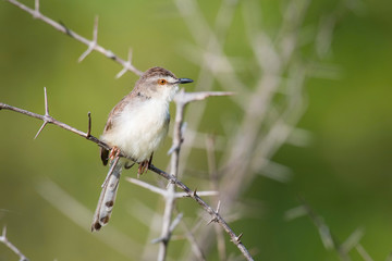 The Plain Prinia or The Plain or White-browed Wren-warbler or Prinia inornata is perched on the branch nice natural environment of wildlife in Srí Lanka or Ceylon..