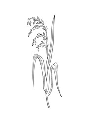 Obraz na płótnie Canvas Rice plant botanical illustration sketch