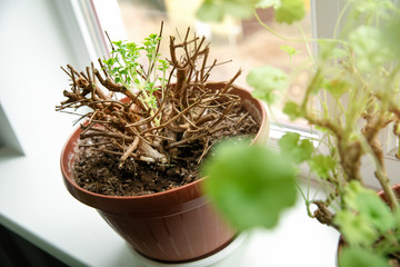 fresh new spring sprouts of potted fuchsia flower on windowsill