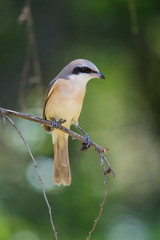 The Brown Shrike or Lanius cristatus is perched on the branch nice natural environment of wildlife in Srí Lanka or Ceylon..