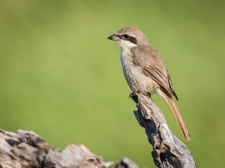 The Brown Shrike or Lanius cristatus is perched on the branch nice natural environment of wildlife in Srí Lanka or Ceylon..