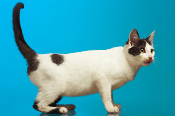 Full length portrait of funny white cat with black spots showing small pink tongue posing over blue background. Studio shot