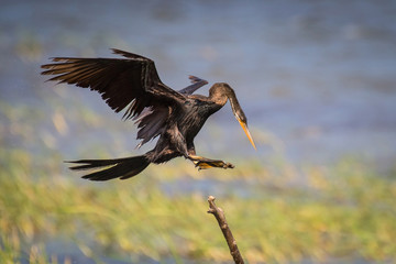 The Oriental Darter or Indian Darter or Anhinga melanogaster is perched on the branch nice natural environment of wildlife in Srí Lanka or Ceylon..