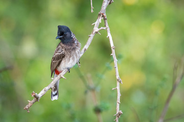 The Red-vented Bulbul or Pycnonotus cafer is perched on the branch nice natural environment of wildlife in Srí Lanka or Ceylon..