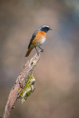 The Common Redstart or Phoenicurus phoenicurus is sitting on the branch in the forest, colorful backgound with some flower