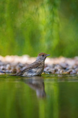 The Eurasian Blackcap or Sylvia atricapilla is sitting at the waterhole in the forest, reflecting on the surface, preparing for the bath, colorful backgound with some flower