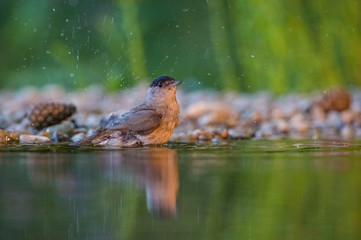 The Eurasian Blackcap or Sylvia atricapilla is sitting at the waterhole in the forest, reflecting on the surface, preparing for the bath, colorful backgound with some flower