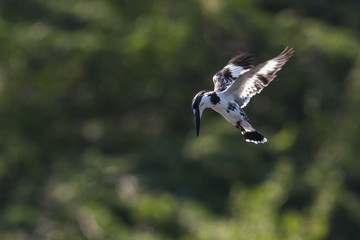 The Pied Kingfisher or Ceryle rudis is  hovering above the river  amazing picturesque green background, in the morning after sunrise, waiting for its prey