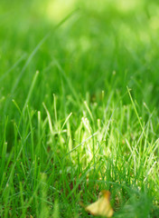 Green grass on the lawn.