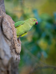The Rose-ringed Parakeet or Psittacula Krameri is sitting on the tree near his nest during the nesting season in Sri Lanka or Ceylon