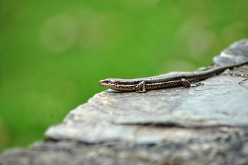 Lagartija
