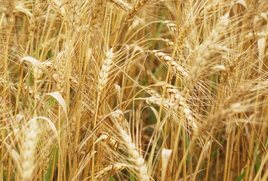 A field of wheat. Some ears.