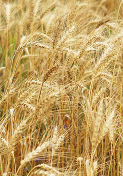 A field of wheat. Some ears.