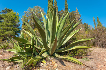 Agave