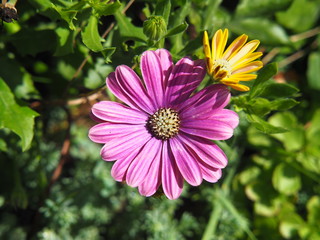 Osteospermum - African daisy flower closeup, Poland