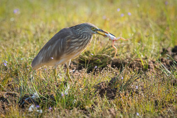 The Indian Pond Heron or Paddybird or Ardeola grayii just caught the frog from the water in nice natural environment of wildlife in Srí Lanka or Ceylon