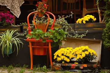 Fototapeta premium Autumn flowers in pots on wooden antiquarian chair and in multicolored suitcase for traveling near facade of hipster cafe in european city. Outdoor shot
