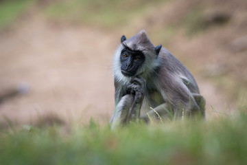 The Tufted Gray Langur or Semnopithecus priam is sitting in the grass in the Jetavanaramaya temple park in Srí Lanka or Ceylon
