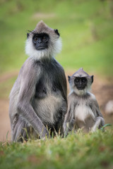 Obraz premium The Tufted Gray Langur or Semnopithecus priam is sitting in the grass in the Jetavanaramaya temple park in Srí Lanka or Ceylon