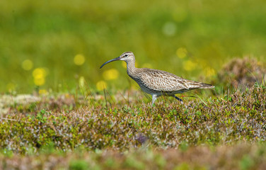 The Whimbrel or Numenius phaeopus is standing in the typical environment in the Iceland