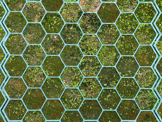 Moss and grass, juicy, fresh in the grid of the hexagon shape, honeycomb, pattern, background