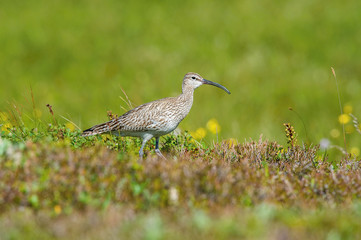 The Whimbrel or Numenius phaeopus is standing in the typical environment in the Iceland