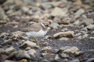 The Common Ringed Plover or Ringed Plover, Charadrius hiaticula is standing in the typical environment in the Iceland..