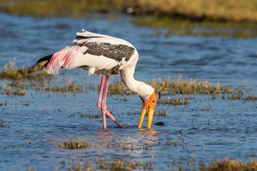 The Painted Stork or Mycteria leucocephala is walking in the water and trying to catch something to eat in nice natural environment of wildlife in Srí Lanka or Ceylon..
