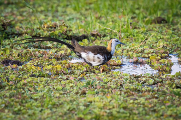 The Pheasant-tailed Jacana or Hydrophasianus chirurgus is walking in the water in nice natural environment of wildlife in Srí Lanka or Ceylon..