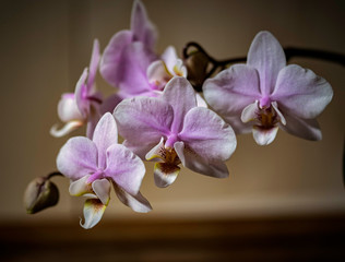 orchid 5