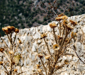 dry flowers