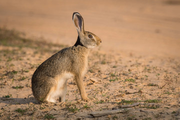 The Indian Hare or Lepus nigricollis is sitting on the ground in wild of Sri Lanka