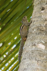 The Northern Palm Squirrel or Funambulus pennantii is climbing the palm tree in nice environment of Sri Lanka wildlife