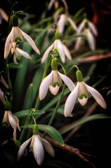 Obraz premium snowdrop 4