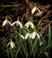 Fototapeta premium snowdrop 5