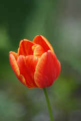 Fototapeta premium SONY DSC