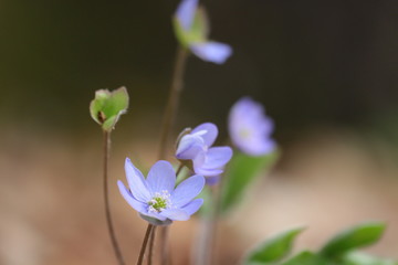 leberblümchen