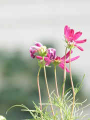 flowers are in the garden.