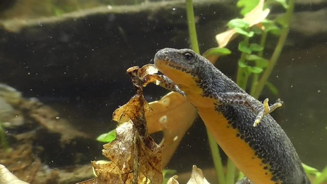 Bergmolche, Alpine newt, Ichthyosaura alpestris