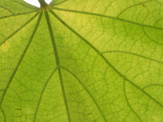 Textured of green leaf.