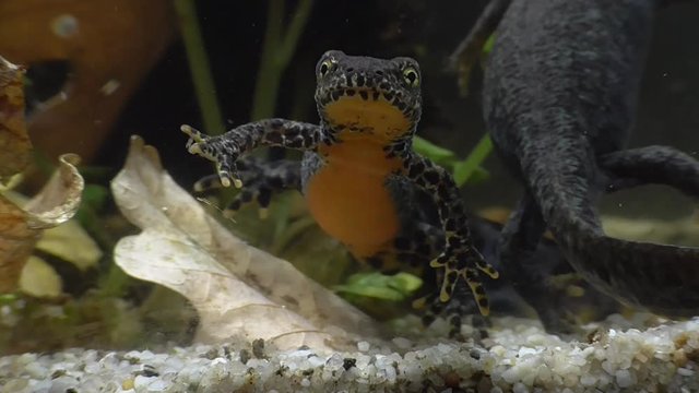 Bergmolche, Alpine newt, Ichthyosaura alpestris