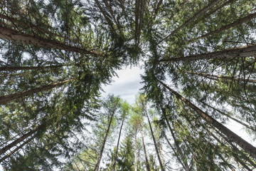 inside a typical forest of the Italian Alps upside down